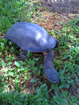 Cágado. Animal estava na Rua Cruz e Souza e foi devolvido ao Rio do Peixe. Foto Matheus Gouvea Ferreira.