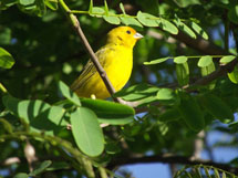 Sicalis flaveola. Foto Aguinaldo Fernando.