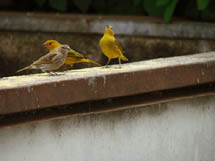 "Pássaros se alimentando no telhado da casa da vizinha". Foto enviada por Gibran Farfud. Outubro 2008.
