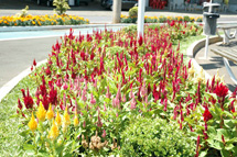 Colorido: Flores embelezam canteiros da cidade, como na Praça da Carroça, no Centro. Foto: Miriam Staskowian. 28/01/08.