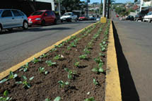 Canteiros da cidade estão recebendo flores de inverno. Foto Divulgação. Abril 2008.