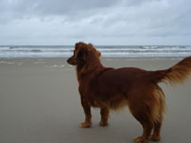 Cão deslumbrando a beleza do mar. Foto Maria Angélica Fauro. Março 2009.