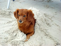 Cão na areia. Foto Erci Bohrer.