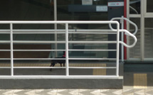 Dono amarra cão para fazer seus pagamentos no banco. Foto Rosecler Faoro.