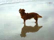 Beleza do reflexo na praia. Foto Erci Bohrer.