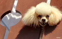 "Veja onde o cãozinho foi colocar a cabeça".Erci Boher.