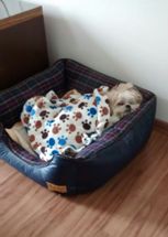 Frio intenso: os animais também precisam de proteção. Foto enviada por Chaves.