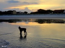 Cão na praia. Foto Erci Bohrer.
