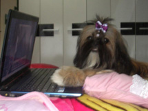 Bellinha, uma cãonectada  - foto de Ana Caroline Campos.