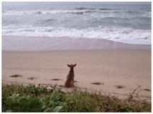 Praia do Campeche, Florianópolis. Foto Leonardo Lando, 2004.
