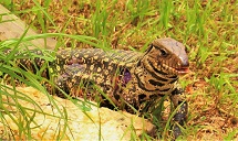 Lagarto fotografado por Leandro Martins De Matos.