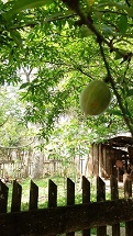 Foto: Carlos Alberto, do bairro Berger