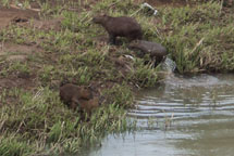 Proliferação: Capivaras na beira do Rio do Peixe. Centro de Caçador. Foto Karine.