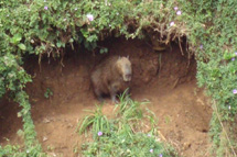 Capivara na barranca do rio do Peixe. Foto enviada por Klaus.
