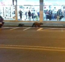 Capivaras são fotogradas na avenida Barão do Rio Branco, no centro de Caçador-SC. Foto Facebook Nelvio Junior.