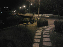 "Capivara passeando a noite pelo Parque Central". Foto enviada por Luciano Valota.
