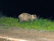 Hábitos noturnos: Capivara na margem do Rio do Peixe, no centro de Caçador. Foto Rafael Seidel. Setembro 2008.
