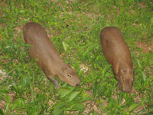 Capivaras na margem do Rio do Peixe embaixo da Ponte da Avenida Barão do Rio Branco. Foto enviada por Karyn Camargo. 17.nov.2008.