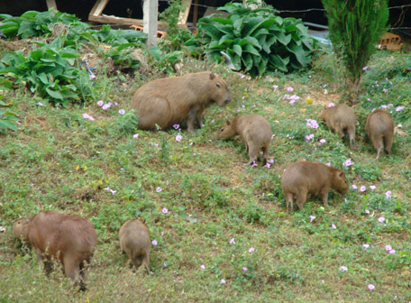 Capivaras pastam tranquilamente em terreno na margem do Rio do Peixe, no Centro de Caçador. Foto Rafael Bitinger. 13/01/2009.