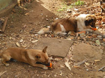 "Esses são nossos cachorrinhos Batatinha e Bob se alimentando com um caqui cada um". Foto Willia F. Blaskowski.