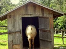 Casa de animal. Foto Erci Bohrer.