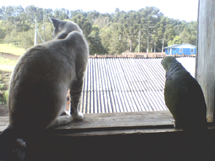 Gato e papagaio na janela. Foto Josimara Santos.