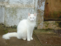 Gato com heterocromia. Foto tirada em Gaurama no RS. Elita Dambros e Gilson.