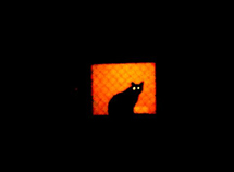 O gato na janela. Foto Erci Bohrer.