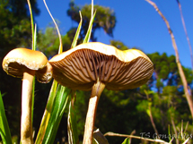 Foto Tiago Gonçalves.