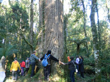 Alunos visitam Floresta da Epagri e "abraçam" um cedro centenário. Trilha foi uma das atividades da Semana do Meio Ambiente. Foto Junior Klaus.