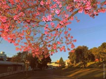 Foto Joi Bianchin.