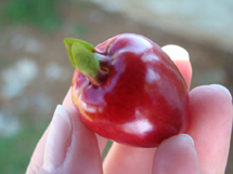 Fruto de uma pequena cerejeira. Foto Giovana Castanheira Bazeggio.