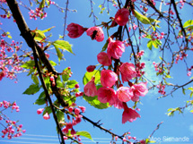 Cerejeira do Japão. Foto Moo Sisnande.