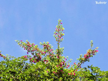 Céu azul com o contraste do verde. Foto Erci Bohrer.