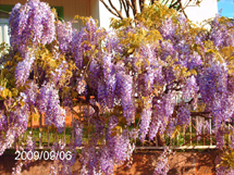 Chorona mostra que a primavera está chegando. Foto Samira Pontes.