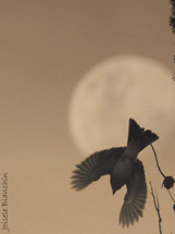Foto Joi Bianchin.