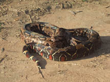 Cobra em fazenda no município de Mucajai (RR). Foto Geovani Marques.