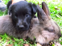Frederico (coelho) e a Dara (cachorro). Foto: Suzana Zampronio