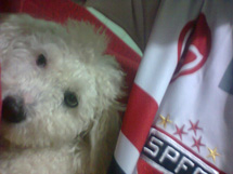 "Spyke comemorando a vitória do São Paulo Ontem na Sul americana". Foto enviada por Edenilso Basso.