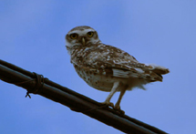 Coruja buraqueira (Athene cunicularia). Foto Aline Cássia Paviani.