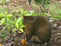 Cotia foi fotografada embaixo de uma laranjeira na Rua Risoleta Lemos Maia, bairro Caçanjurê. Foto enviada por Antônio Benda da Rocha. 15 outubro de 2008.