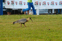 Curucaca no gramado do Estádio Municipal de Caçador, no meio do jogo entre CAC e Brusque. Foto Rafael Seidel. 20 de julho de 2008.