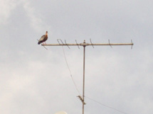 Curucaca em antena, no centro. Foto Fabrício Mitterer.