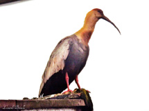Foto Leonardo Zanella.