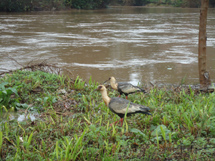 Cheia do Rio do Peixe traz alimentos para as curucacas. Foto Murilo Roso.