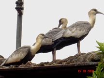 Curucacas no telhado de uma casa no bairro Reunidas. Foto enviada por Márcia Kramer que afirma. "Os animais não têm medo do homem, pois eu estava há 2 metros das curucacas". Outubro 2008.