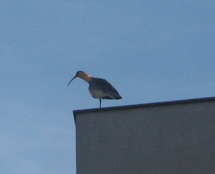Curucaca fazendo ninho em cima do prédio. Foto João Carlos Mazzotti.