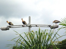 As curucacas costumam estar em duplas, mas as vezes a família é maior! Foto Edison C. Porto.