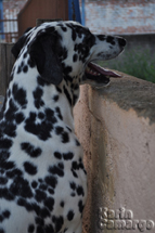Dalmata. Foto Karim Camargo.