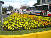 Trevo do Danúbio com a safra de verão florescida. Foto Divulgação Fundema.